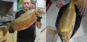 Bilecik’te dev sazan balığı yakalandı