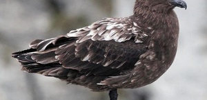 Avustralya ana karasında ilk H5N1 kuş gribi vakası görüldü