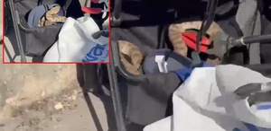 Bebek arabasına ağaçtan yılan düştü