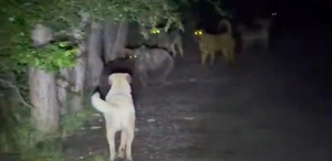 Sokak köpekleri ile ayılar kavga etti O anlar kamerada