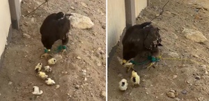 İnsan olan bunu nasıl yapar Bu görüntüye büyük tepki var