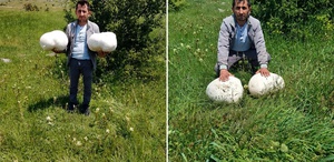 Sivas’ta dev keşif: Muhtarın bulduğu 20 kiloluk mantar şaşırttı