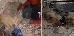 Venezuela’daki felaketin ortasında umudun sembolü oldu: Enkaz altındaki köpek böyle kurtarıldı
