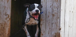 Küçük Asiye’yi yaralayan pitbull silah sayıldı