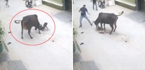 Çığlık sesleri mahalleyi ayağa kaldırdı Başıboş inek küçük çocuğu saldırdı