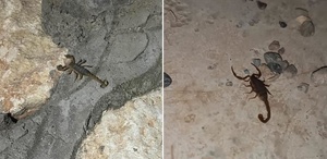 Şehri akrepler bastı Her köşeden çıkıyorlar