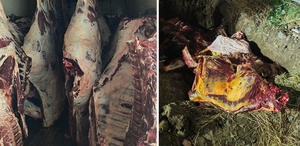 Sakarya’da ele geçirilen 1,8 ton kaçak et imha edildi