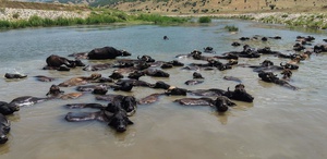 Muş’ta Afrika’yı andıran manzaralar