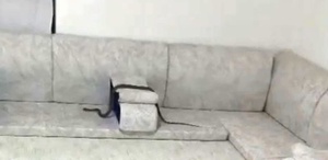 Misafir bekliyordu yılan geldi Karşısında görünce neye uğradığını şaşırdı