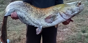 Amatör balıkçı oltayla 35 kilo yayın balığı yakaladı