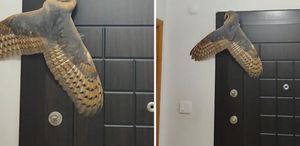 Hırsız sandı, karşısına baykuş çıktı