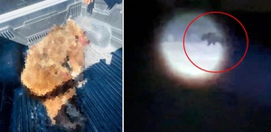 Seferihisar’a kabusu yaşatan ayı vurularak öldürüldü