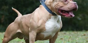 Almanya’da pitbull saldırısı: 4 yaşındaki kız hayatını kaybetti