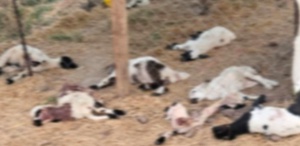 Diyarbakır’da başıboş köpekler 15 kuzuyu telef etti