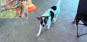 Tayland’da evcil köpek, eve el bombası getirdi
