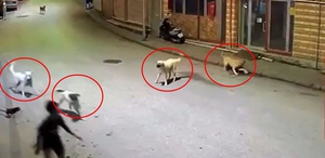 Dehşete düşüren anlar: Sokak köpekleri 10 yaşındaki çocuğu parçalıyordu
