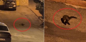 Hava kararınca mahalleye iniyorlar Sayıları giderek artıyor