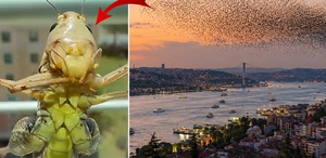 Sürüler halinde Türkiye’ye geliyorlar İstanbul’dan sonra o ili de sardılar