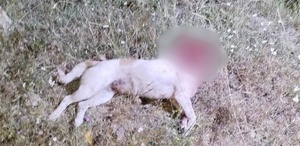 Aksaray’da çoban köpeğini satırla katleden cani kıskıvrak yakalandı
