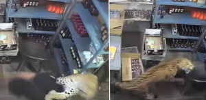 Dükkana giren leopar dehşet saçtı O anlar anbean kaydedildi