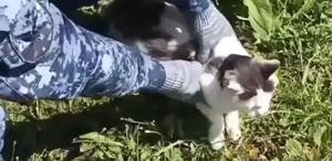 Rusya’da cezaevine uyuşturucu taşıyan kedi yakalandı