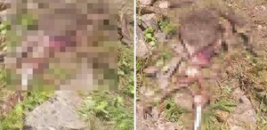 Gümüşhane’de kaybolan ineği ayı parçaladı
