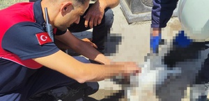 Sivas’ta aşırı sıcak leyleğe baygınlık geçirtti: Yardımına itfaiye koştu