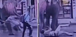 Elinden şeker yemişti Fil Kendisine tatlı veren işçiyi ezerek öldürdü