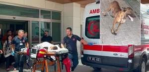 Sahibinden kaçan köpek, 3 yaşındaki çocuğu ağır yaraladı