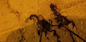 Sıcaklıklar arttı, istila başladı