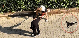 Ağızlıksız pitbull kediyi parçaladı Sahibi “polisi aramayın“ diye yalvardı