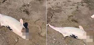 Boğazda kıyıya vuran yunuslar halkı tedirgin etti