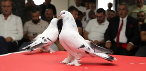 Güvercin deyip geçmeyin: Fiyatını duyan hayret ediyor Kırmızı halıda boy gösterdiler