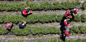 Hobi olarak başladı, 2.5 dönüme çıkardı: Bakımı zor ama parası çok iyi