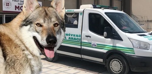 Kurt geldi sanıp karanlığa ateş etti En yakınını vurdu