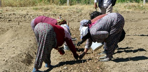 Kilosu 600 bin TL Dünyanın en pahalı baharatı için dikim başladı
