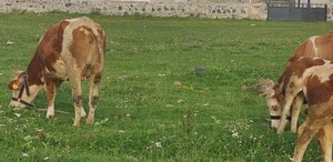 Ardahan’da Kuduz Virüsü Tespit Edildi