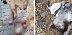 Anne köpeği vurup yavrusunu öldürdü Vicdansız adama ev hapsi verildi