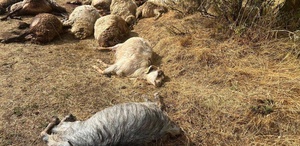 Otlatmak için araziye çıkardı 36’sını birden kaybetti