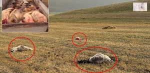 Tam bir kamyon dolusu Emekler saniyeler içerisinde yok oldu