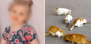 Kedi ısırmıştı: 4 yaşındaki çocuk kuduzdan hayatını kaybetti