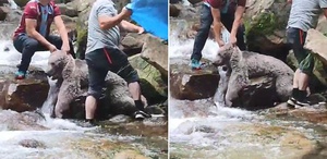 Derede kayalıklar arasına sıkışan bozayıyı mahalleli kurtardı