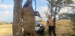 Avladığı domuzla poz verdi Fotoğraf şaşkına çevirdi