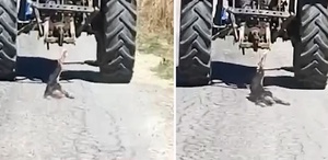 Köpeği traktöre bağlayarak sürükledi