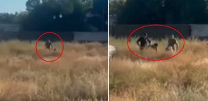 Cepheye asker arayışı bu noktaya geldi Tarlada yakalayıp götürdüler
