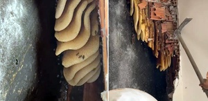 Kentsel dönüşümde sürpriz Duvarın içinden 25 kilo petek bal çıktı