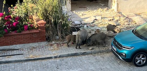 Domuz sürüsü mahalleye indi, vatandaşlar tedirgin oldu