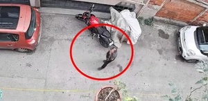 Güvenlik kamerası kaydetti: Kucağında taşıdığı kediyi yere çarptı, mahalle ayağa kalktı