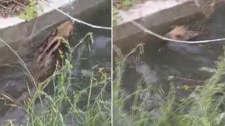 Domuz yavrusu, düştüğü kanaldan çıkmak için uzun süre mücadele etti