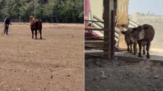 3 angus sevkiyat sırasında sırra kadem bastılar! Besicinin kaybı çok büyük